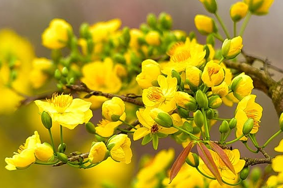 Mơ thấy hoa mai đánh Kubet con gì?